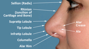 Topographic Features of the Nose - Profile View