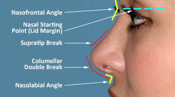 Profile Aesthetics of the Nose