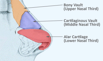 Upper, Middle and Lower Nasal Thirds